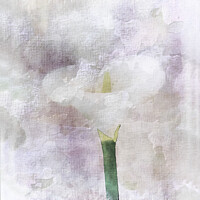 Buy canvas prints of Calla Lily by Lynn Bolt