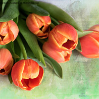 Buy canvas prints of Tulips by Lynn Bolt