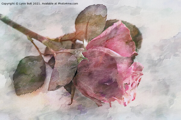 Watercolour Rose Picture Board by Lynn Bolt