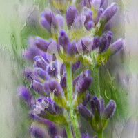 Buy canvas prints of Lavender by Lynn Bolt
