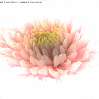 Buy canvas prints of Pink Chrysanthamum by Lynn Bolt