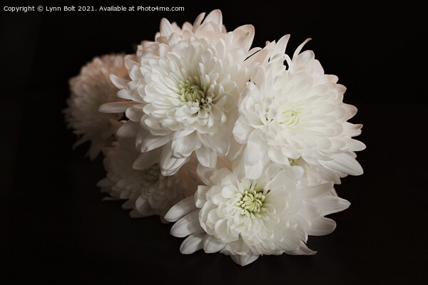 White Chrysanthemums Picture Board by Lynn Bolt