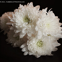 Buy canvas prints of White Chrysanthemums by Lynn Bolt
