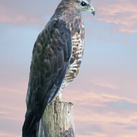 Buy canvas prints of Peregrine Falcon by Lynn Bolt