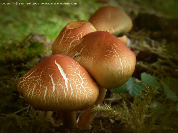 Mushrooms Picture Board by Lynn Bolt