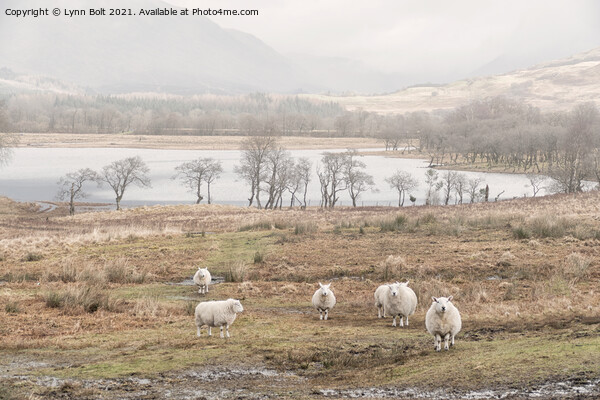 Sheep on the Banks of Loch Awe Scotland Picture Board by Lynn Bolt