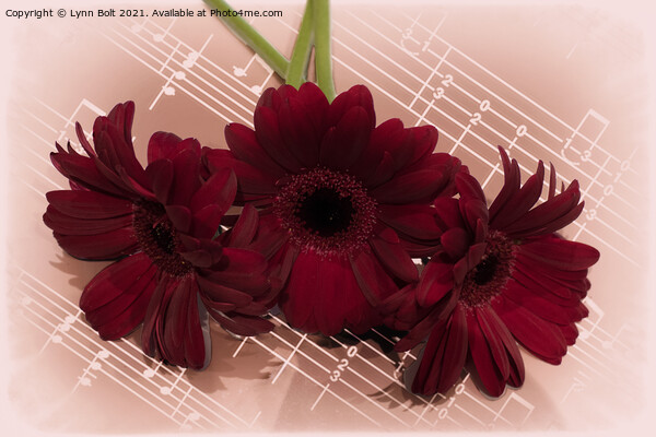 Three Red Gerberas on Sheet Music Picture Board by Lynn Bolt