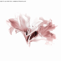 Buy canvas prints of Amaryllis in Pink Tones 2 by Lynn Bolt