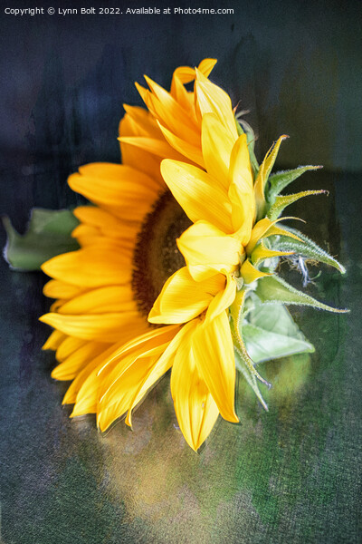 Sunflower Picture Board by Lynn Bolt