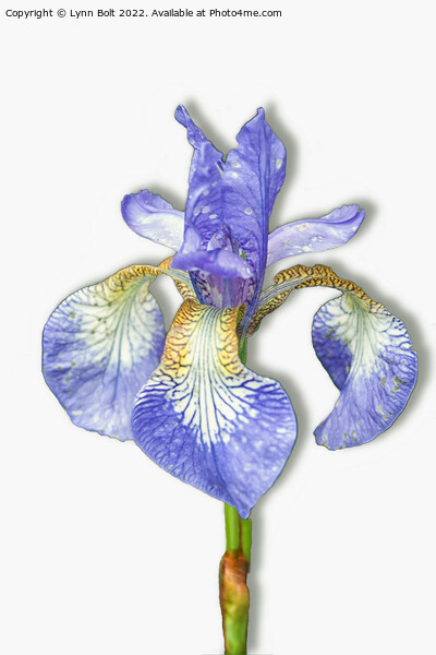 Purple Iris on White Picture Board by Lynn Bolt
