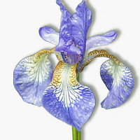 Buy canvas prints of Purple Iris on White by Lynn Bolt