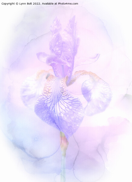 Dreamy Iris Picture Board by Lynn Bolt