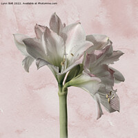 Buy canvas prints of Pale Pink Amaryllis by Lynn Bolt