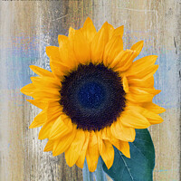 Buy canvas prints of Full Bloom Sunflower by Lynn Bolt
