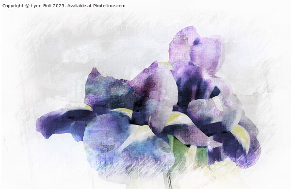 Purple Irises with a Watercolour Effect Picture Board by Lynn Bolt