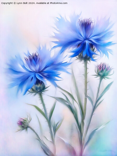 Cornflowers Picture Board by Lynn Bolt