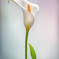 Buy canvas prints of Calla Lily by Lynn Bolt