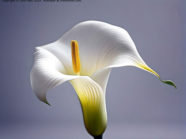 Calla Lilly on a Mauve Background Picture Board by Lynn Bolt