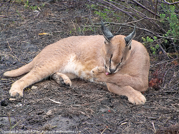 Caracal Picture Board by Lynn Bolt