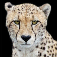 Buy canvas prints of Cheetah by Lynn Bolt