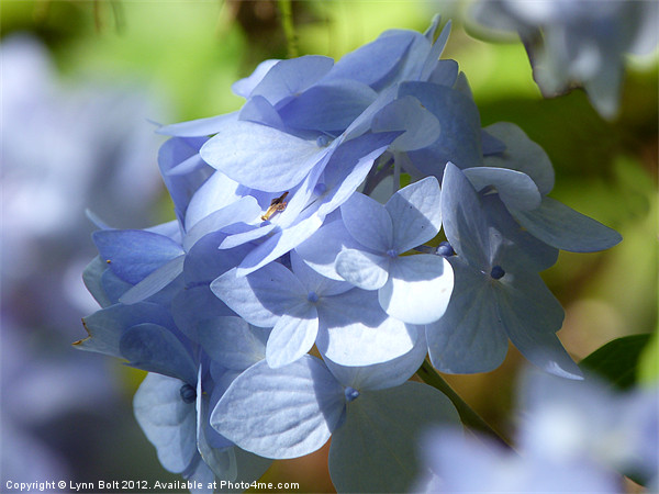 Pale Blue Hydrangea Picture Board by Lynn Bolt