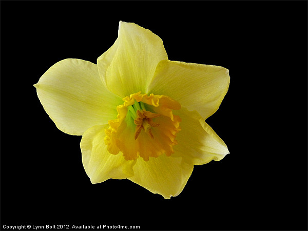 Daffodil Picture Board by Lynn Bolt