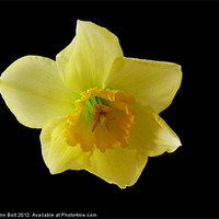 Buy canvas prints of Daffodil by Lynn Bolt
