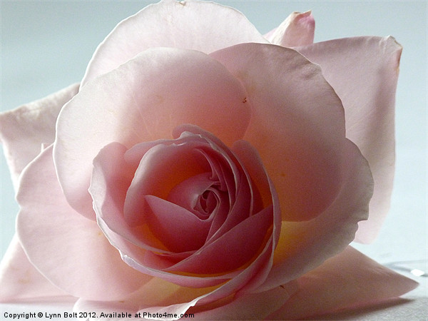 Soft Pink Rose Picture Board by Lynn Bolt