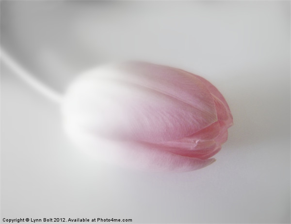 Tulip with a Soft Focus Picture Board by Lynn Bolt