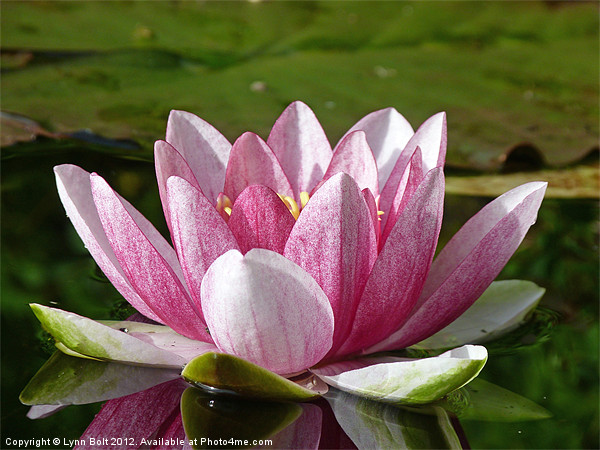 Water Lily Picture Board by Lynn Bolt