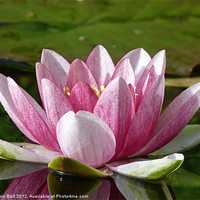 Buy canvas prints of Water Lily by Lynn Bolt