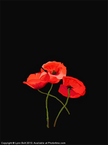 Three Poppies on Black Picture Board by Lynn Bolt