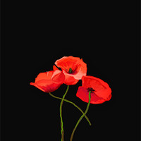 Buy canvas prints of Three Poppies on Black by Lynn Bolt
