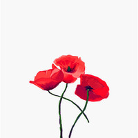 Buy canvas prints of Three Poppies on White by Lynn Bolt