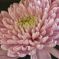 Buy canvas prints of Pink Chrysanthemum by Lynn Bolt