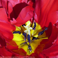 Buy canvas prints of Red Tulip by Lynn Bolt