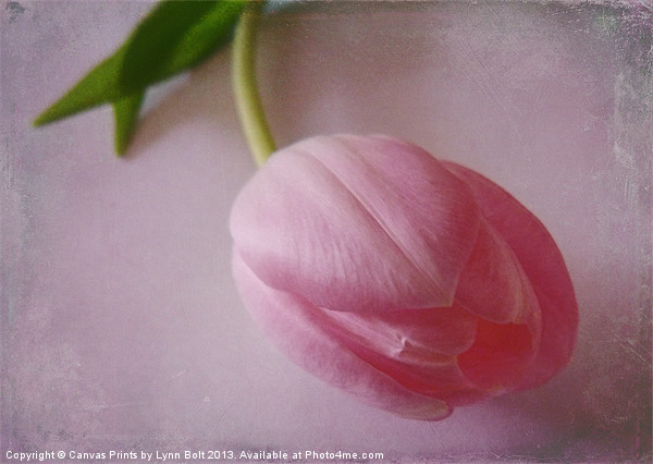 Pink Tulip Picture Board by Lynn Bolt