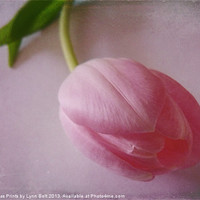 Buy canvas prints of Pink Tulip by Lynn Bolt