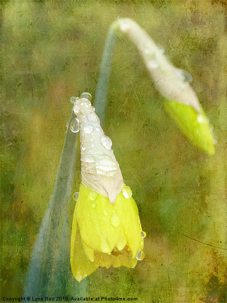 Daffodil with Texture Picture Board by Lynn Bolt