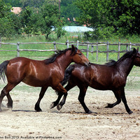 Buy canvas prints of Hungarian Puszta Horses by Lynn Bolt