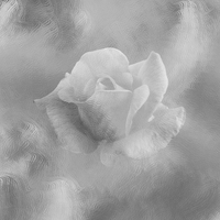 Buy canvas prints of Textured Rose by Lynn Bolt