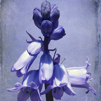 Buy canvas prints of Bluebell by Lynn Bolt