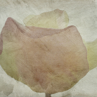 Buy canvas prints of Pastel Rose by Lynn Bolt