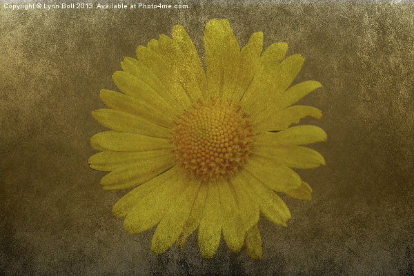 Yellow Daisy Picture Board by Lynn Bolt