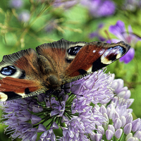 Buy canvas prints of Peacock Butterfly by Lynn Bolt