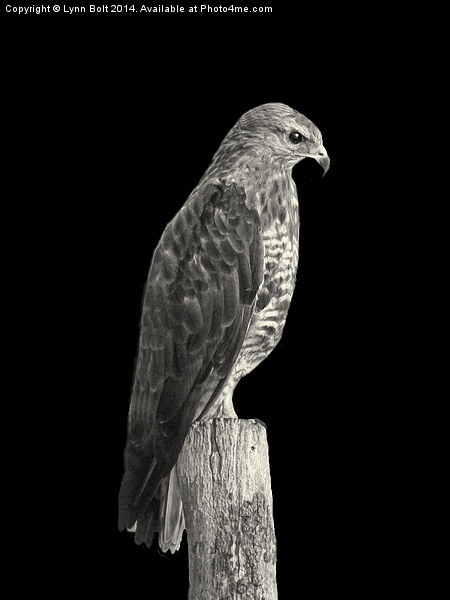 Peregrine Falcon Picture Board by Lynn Bolt