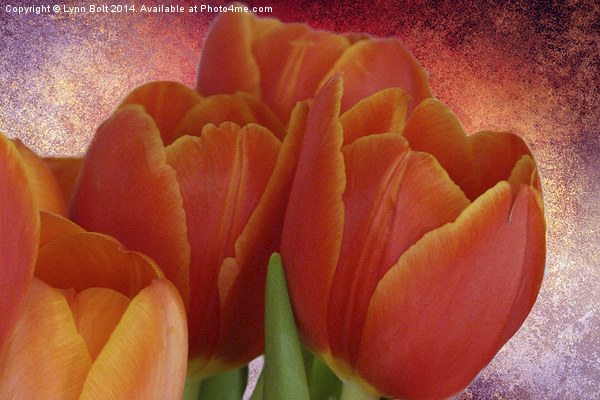 Tulips with Textured Background Picture Board by Lynn Bolt