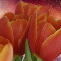Buy canvas prints of Tulips with Textured Background by Lynn Bolt