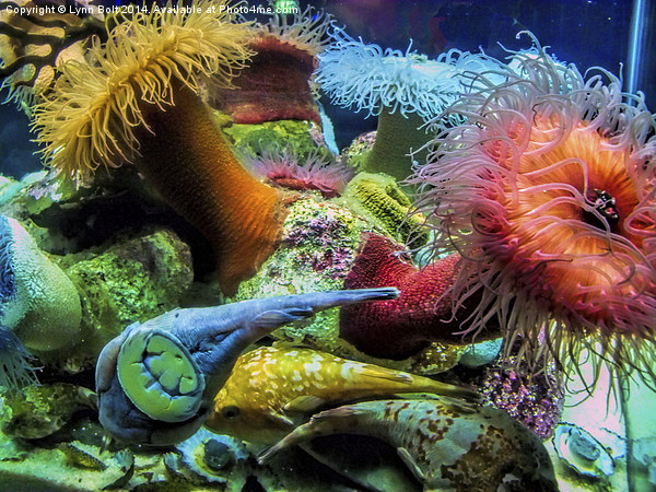 Aquarium Creatures Picture Board by Lynn Bolt