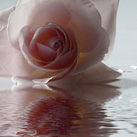 Buy canvas prints of Pink Rose Reflected by Lynn Bolt